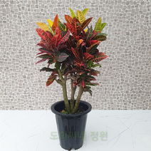 도희씨네 정원>> 컬러 센세이션!!! 대형 크로톤 850, 1개” class=”wr-img”></a></div></p></div></p></div></p></div><div class=