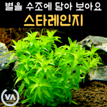 [비바소녀] 내 안에 별 있다 스타레인지(2촉/5촉) / 무이탄 수질정화 구피은신처 초보수초 레이아웃, 2촉