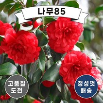 (나무85) 동백나무 3종 시리즈, 2. 동백 블랙로즈 7치 화분