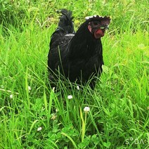 오골계 1~1.2kg 백숙용 약닭 오후4시마감 수요일휴무 생닭 한약재무료제공 살아있닭