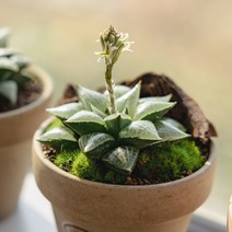 하월시아 옵투사 19종, 4 그린볼