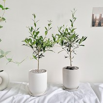 햇살농장 아르베키아 올리브나무 인테리어 화분 집들이 선물, 올리브나무+그레이화분+받침대