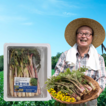 먹사부 당일수확 국내산 땅두릅 참두릅 나물 두릎 두룹 강원도 봄나물 300g 500g 1kg, (선택1) 땅두릅 500g
