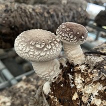 무농약 생 표고버섯 1kg 참나무 원목 당일수확출고 가정용 말린표고 건조표고, 건조 통 표고버섯 160g