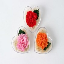 [다나린]시들지 않는 프리저브드플라워장미 프리저브드 카네이션- 하트천일화, 카네이션-핑크
