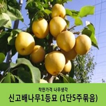 배나무묘목 묶음상품, 화산배1등묘(1단5주묶음)
