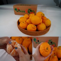 제주농장 올해 첫수확 한라봉 혼합과 중소과 3kg 5kg 10kg, 중소과5kg