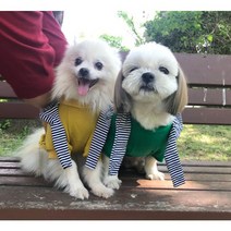 강아지 티셔츠 맨투맨티 초록 노랑 빨강 파랑 블랙라벨 포메옷 시츄옷 치와와옷 말티즈옷