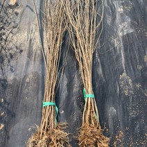 광일농원 [특가 최저가] 쥐똥나무 100cm이상 20주