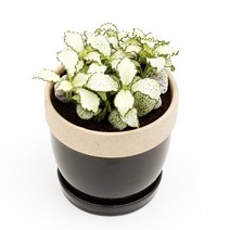 아침향기 공기정화식물 도토리화분 40종, 화이트스타, 도토리 레드