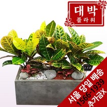 대박플라워 크로톤 개업화분 집들이 인테리어 공기정화식물 관엽식물 꽃배달