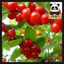 (나무판다) 앵두나무 묘목 시리즈, 3.앵두나무 R3내외 (분), 1개