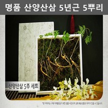 강원도 5년근 산양삼 재배 산양 산삼 5뿌리 장뇌삼 선물세트 부모님 어르신 사장님 선물 장모님 장인어른 할아버지 선물 추석 설날 명절 선물