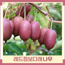 다래나무 묘목 레드점보 숫나무 삽목2년 포트묘 5개