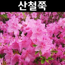산철쭉 나무 묘목 키40cm 1단 5개/정원/공원/조경수