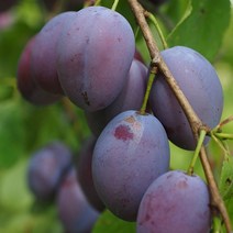 서양자두묘목 1년생푸룬 특묘 푸룬묘목 프레지던트 자두, 1개