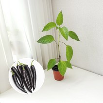 보라색 가지고추 키우기 풀 패키지 재배키트 DIY 보라고추, 지피포트(1형)
