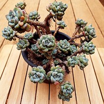 라울 중품 계절 옷을 입는 예쁜 다육식물1-150, 단품