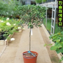 올리브 아르베키나(자가수정)/소/중/대형 포트, 04 아르베키나-대품