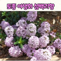 10센티 화분 섬백리향 / 야생화 / 울릉도 토종야생화 / 다년초 / 조경식물