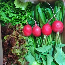 농장직송 모듬쌈채소 1kg 꽃상추 로메인 적겨자 청경채 래디쉬 비타민 당일수확 배송, 모듬쌈채소2kg