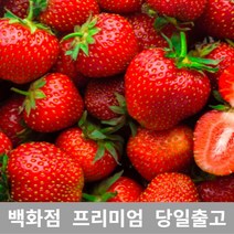 [특 등급 선별] 딸기 1.5kg 딸기제철 딸기농장 제철과일 과일종류 설향딸기 겨울과일 만년설딸기 딸기라떼 킹스베리딸기 냉동딸기 딸기청만들기 딸기가격 딸기1KG 11월제철과일 딸기