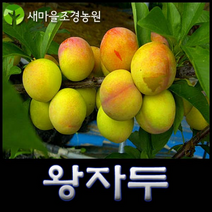 자두나무 자두나무묘목 과일나무묘목 조경수 꽃나무, 1개