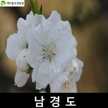 남경도나무 남경도나무묘목 꽃나무 조경수, 1개