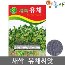 새싹 유채 씨앗 30g, 단품