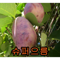 대실으름2년포트묘 2그루 묘목 나무묘목 으름나무