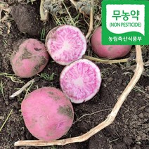 산지직송 프리미엄 제주감자 햇감자 탐라감자(노란감자) 홍지슬(빨간감자) 홍감자 10kg, 무농약 탐라노란감자(혼합사이즈)10kg