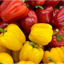 국내산 파프리카 못난이 피망 1kg 2kg 5kg, 못난이 파프리카 혼합색상 (사이즈랜덤) 5kg내외, 1개