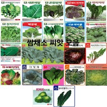 코리아팜 쌈채류 씨앗/로켓셀러드(루꼴라)/새론케일/혼합쌈채/새론레드치커리/적치커리/청치커리/백경채/고려몸짱청경채/식용색비름 2g/레드러시안케일/만추콜라드케일/맛짱케일/레드치커리, 9.다농-식용색비름 2g