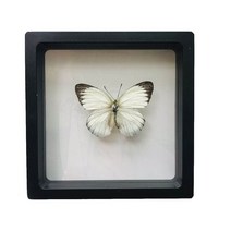 진짜 나비 표본 사진 프레임 희귀 장식 선물 유치원 디스플레이 벽걸이, 11 e