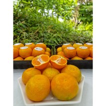 고당도선별 제주하우스귤 명품감귤 1KG, 제주명품하우스귤, 1개