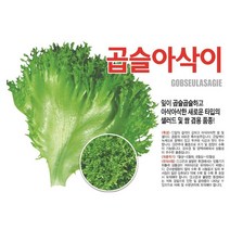 [현대농약종묘사] 곱슬아삭이 상추씨앗, 1개