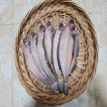 감포 울산 해풍반건조 참가자미 미주구리 납세미 수협가자미 24cm이상, 선택5.24cm-26cm 20미