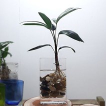 관음죽 수경재배 집에서 키우기 쉬운식물 홈가드닝 유리화병포함 AQ+194Q8eA, 선택콕 본상품선택