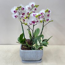 퀵 배송 농장직배송 부모님생신화분 승진축하선물 퇴임식축하문구 지점장승진화분 발령축하문구 회장취임전보 이전개업리본축하문구, 5.보라