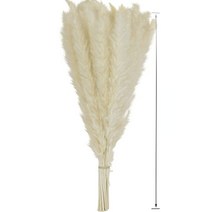 인테리어소품 플랜테리어 40 45cm 말린 팜파스 그라스 프리미엄 드라이 부케 boho 홈 장식 웨딩 장식 diy 작은 갈대 식물을위한 자연적으로 팜파와 함께, 15pcs 화이트, 40-45cm(유리 아님)