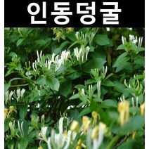 인동덩굴(인동초) 포트 5개/야생화/조경용/다년초