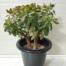 [성심] 꽃피는염자(대)