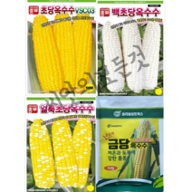 초당옥수수 씨앗100립 모음집 생식옥수수종자 전자렌지간식 4종, 얼룩초당옥수수100립