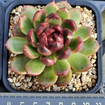 다육식물(흑장미 교배종)(랜덤발송)