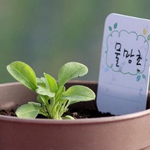 물망초 키우기 꽃말 물망초씨앗 물망초꽃 물망초화분 2P