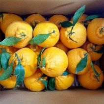 이제주몰 블루제주 한라봉 가정용 4.5kg(19-25과), 단품없음
