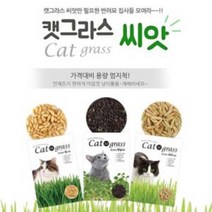 키우기쉬운 고양이풀 캣닢 씨앗, 밀