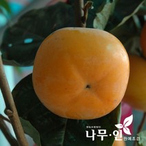 [나무인] 단감나무묘목, 1개