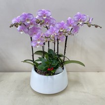 루아데코 서양난 전보화분리본문구 축하화분업체 전보선물문구 지점이동인사, 2.핑크