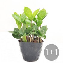 도도팜 1+1 스파트필름/ 호야 테이블야자 고무나무 행운목 스킨답서스 아이비 천냥금 파키라 율마 금전수 나도풍란 리사호야 금전수 보석금전수 문샤인 스투키 토분 공기정화식물, 20.  (2개)금전수15c 1개